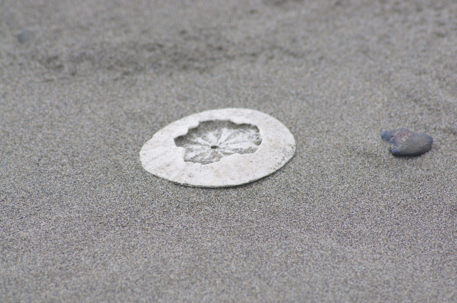 Uncovering the Best Flooring Deals in Seattle